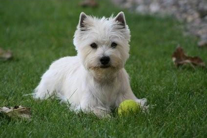Cherche chiot westie mâle