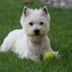 Cherche chiot westie mâle