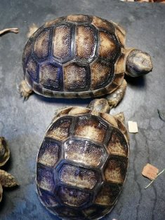 B&eacute;b&eacute; tortue de terre