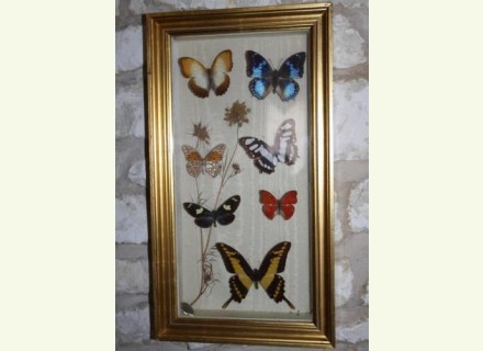 Ancien papillon exotique