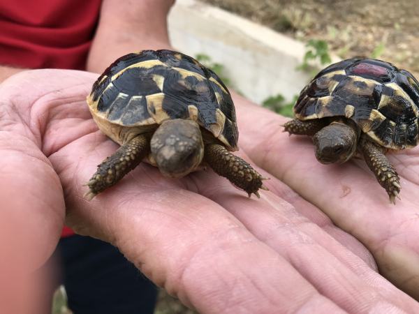 Tortue de hermann bottg&eacute;rie (juvenile)