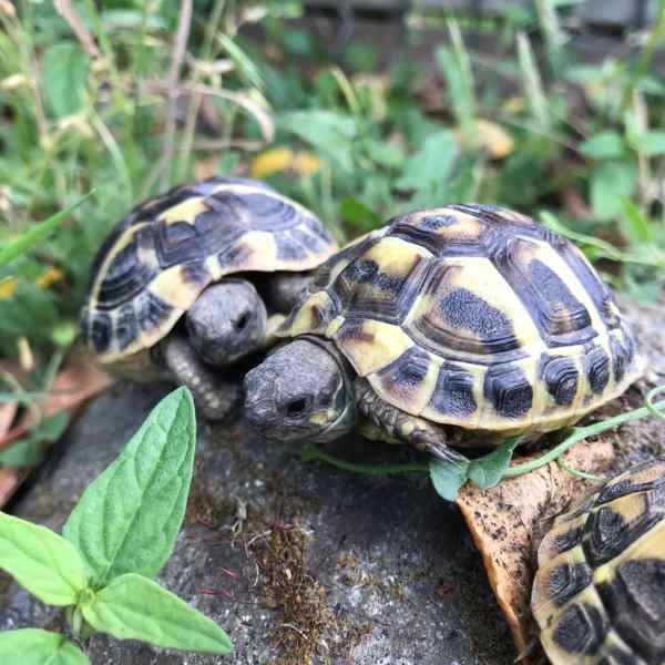 Tortue de terre 1, 2 et 3 ans (essonne)