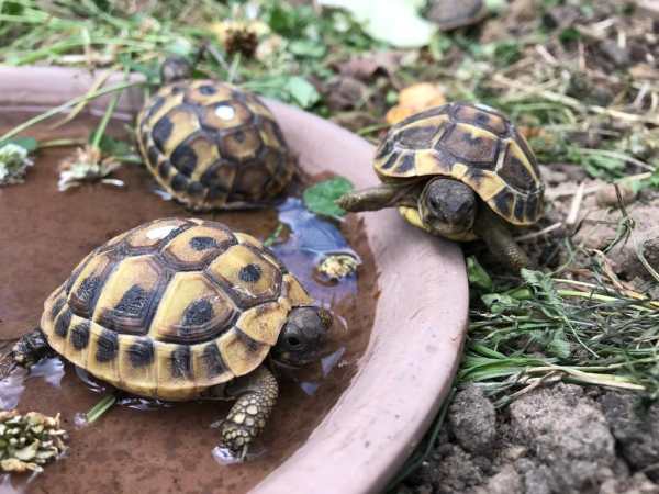 Vente Tortue de terre 1, 2 et 3 ans (essonne)