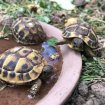 Tortue de terre 1, 2 et 3 ans (essonne) pas cher