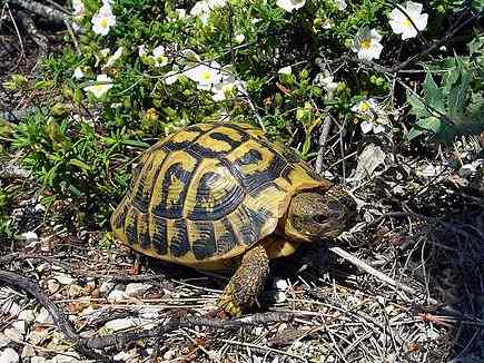 Tortue de terre 1, 2 et 3 ans (essonne) pas cher