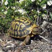 Annonce Tortue de terre 1, 2 et 3 ans (essonne)