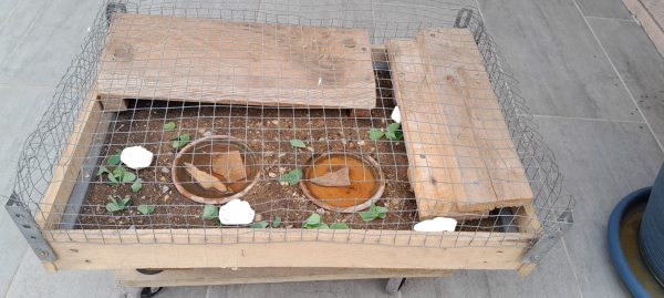 Tortue de terre adulte