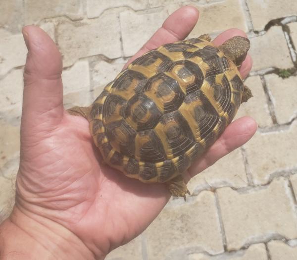 Vente Tortue de terre