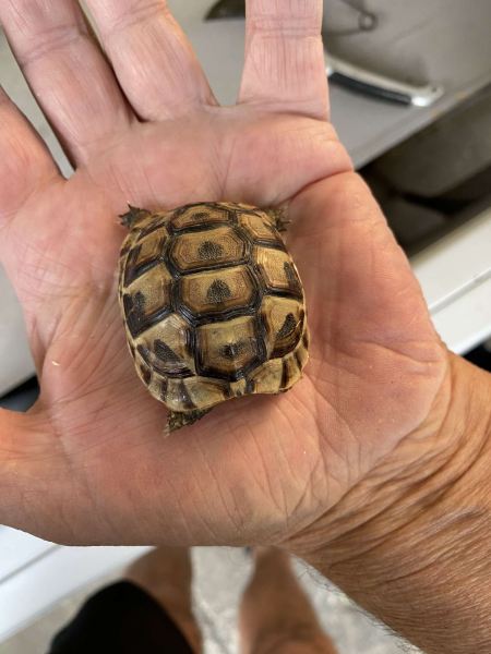 Vente Tortue de terre