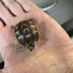 Vente Tortue de terre