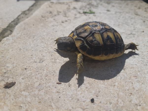 Tortue de terre