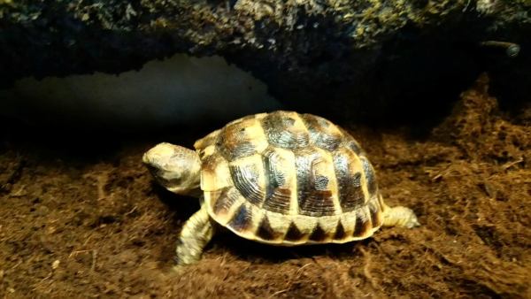 Vente Tortue de terre rh&ocirc;ne-alpes