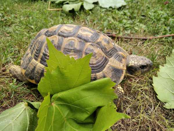 Vente Tortue de terre (testudo h h).