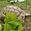 Tortue de terre (testudo h h). pas cher