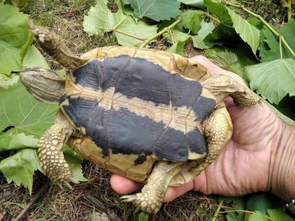 Tortue de terre (testudo h h). pas cher