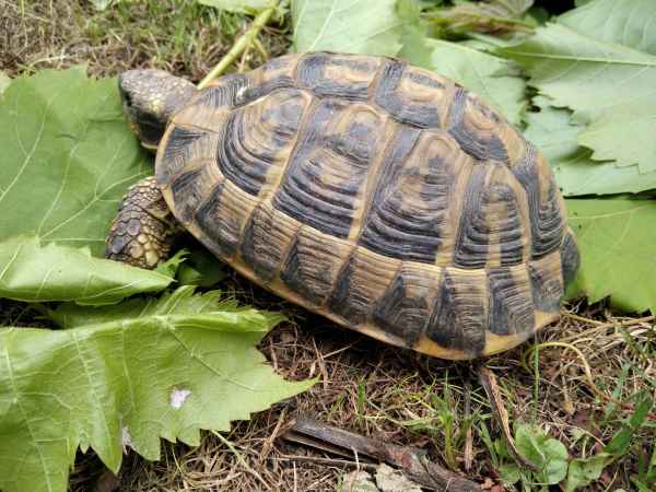 Annonce Tortue de terre (testudo h h).