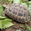 Tortue de terre (testudo h h). occasion