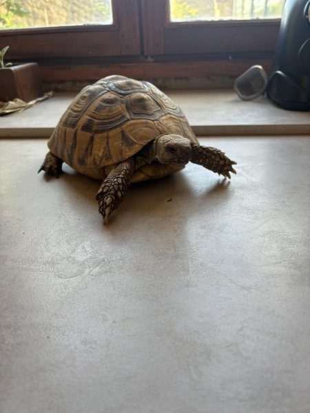 Vente Tortue de terre testudo hermanni
