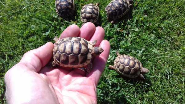 Vente Tortue de terre (testudo marginata).