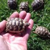 Tortue de terre (testudo marginata). pas cher