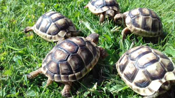 Tortue de terre (testudo marginata). pas cher