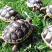 Annonce Tortue de terre (testudo marginata).