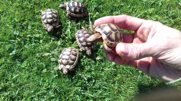 Tortue de terre (testudo marginata).