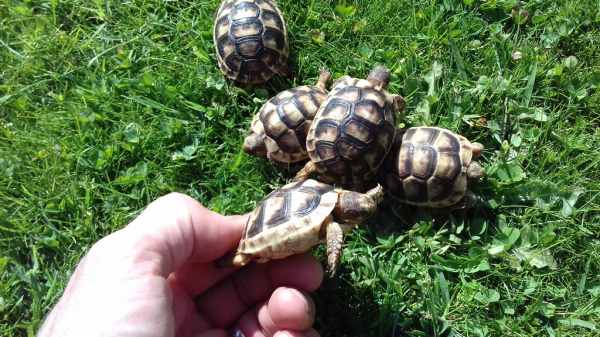 Annonce Tortue de terre (testudo marginata).