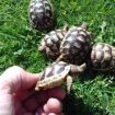 Tortue de terre (testudo marginata). occasion