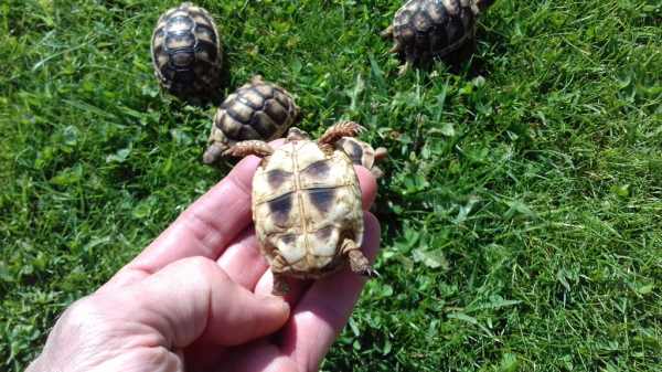 Vente Tortue de terre (testudo marginata).