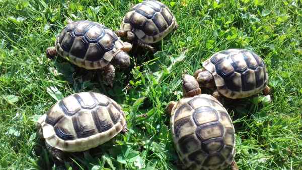 Tortue de terre (testudo marginata). pas cher