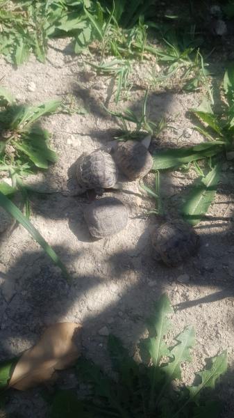 Tortue herman pas cher