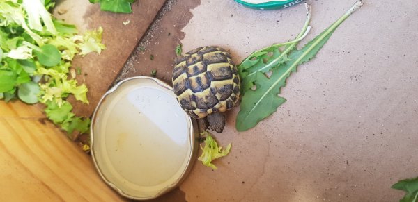 Annonce Tortue herman