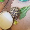 Tortue herman occasion