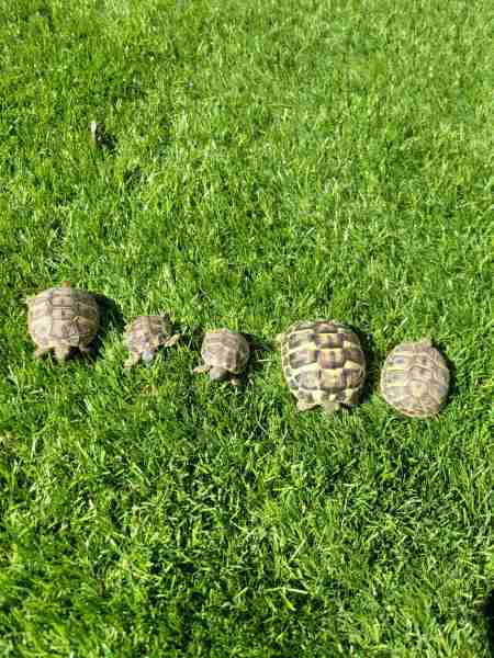 Vente Tortue herman