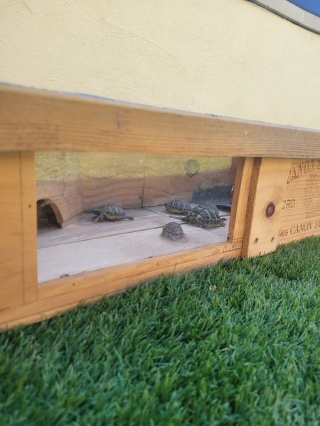 Tortue herman pas cher