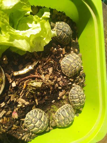 Vente Tortue hermann