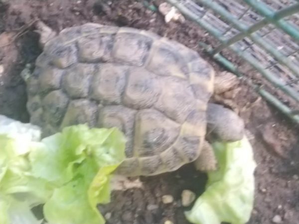 Tortue hermann pas cher