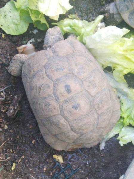 Annonce Tortue hermann