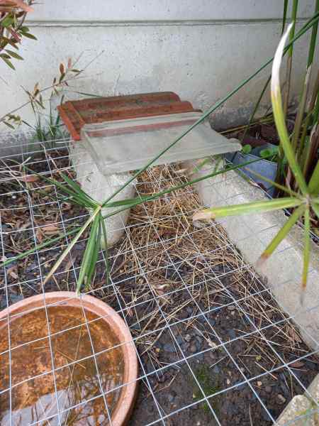 Vente Tortue hermann