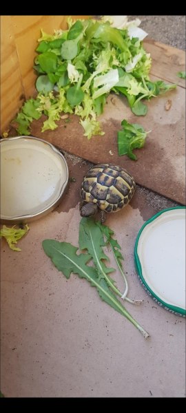 Vente Tortue hermann