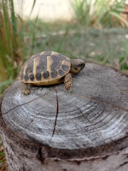 Tortue hermann pas cher