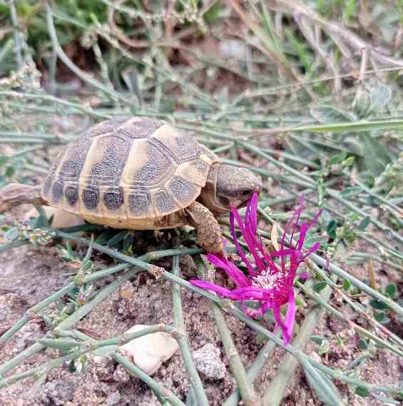 Tortue hermann