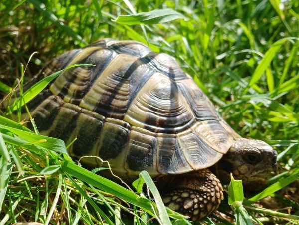 Tortue hermann