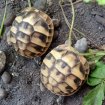 Tortue hermann