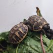 Tortue hermann