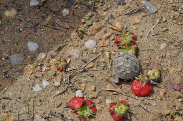 Annonce Tortue hermann