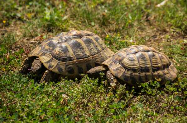 Tortue hermann pas cher