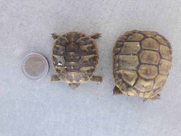 Tortue hermann pas cher