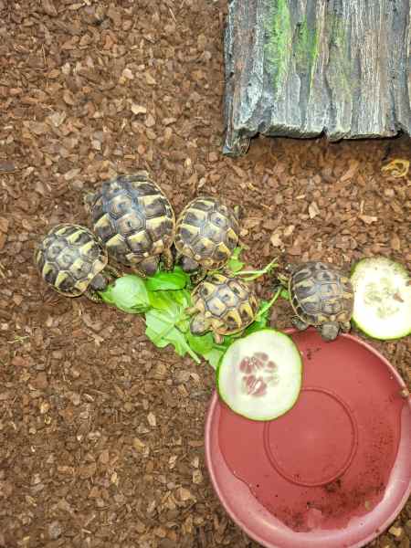Tortue hermann juv&eacute;nile